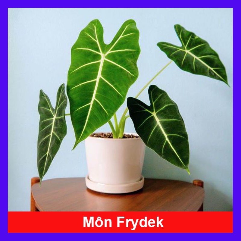 Môn Nhung Frydek  - Cây cảnh để bàn - caykiengsadec