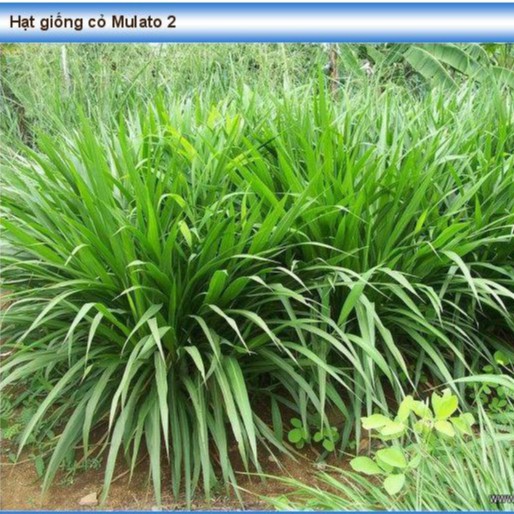 Hạt giống cỏ MULATO 2 - gói 200g - Cỏ chịu lạnh chịu hạn tốt, năng suất cao cho chăn nuôi bò sữa, dê, cừu, thỏ...