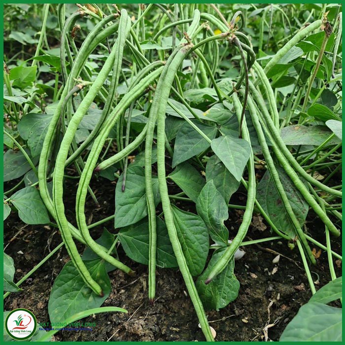 Hạt giống Đậu đũa bụi ngọt RD 757 - 20g