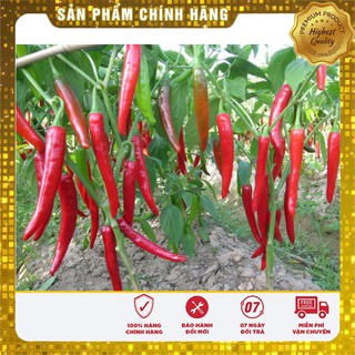 Hạt Giống Ớt Chỉ Địa Thái Lan - 30 hạt
