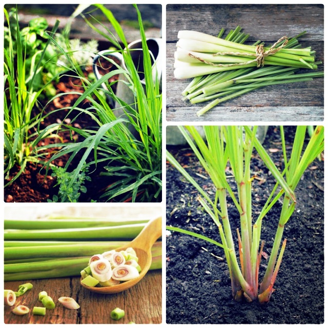 Chậu cây sả