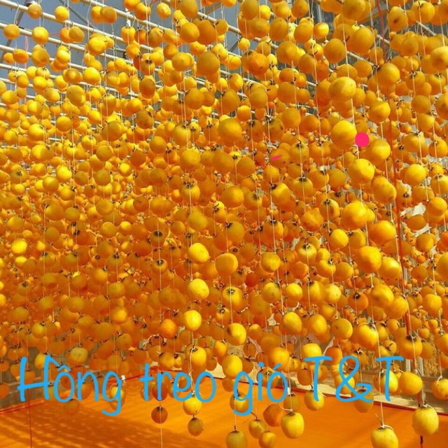 Hồng treo gió T&T