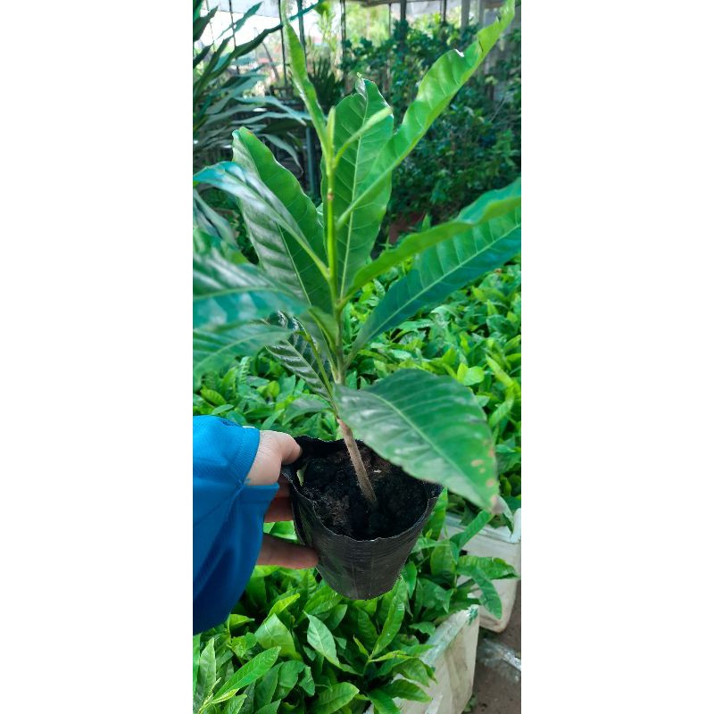 Vú Sữa Hoàng Kim