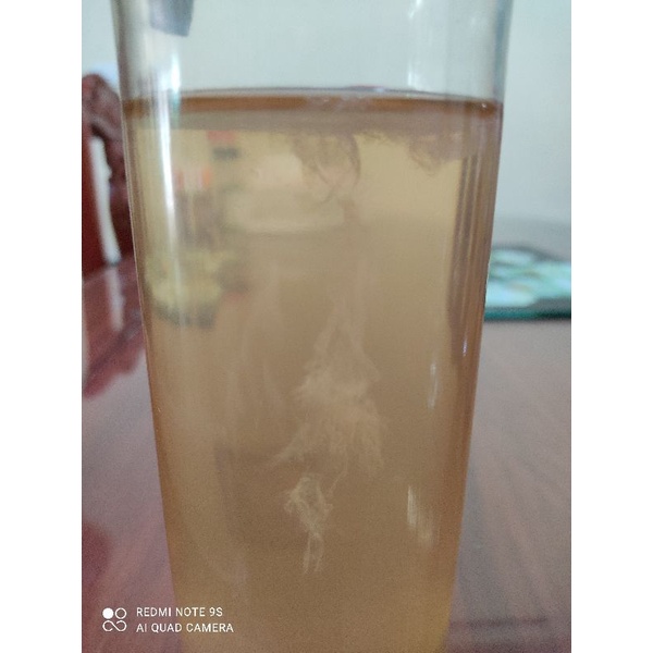 Con Giấm  Nuôi Dày Mập Ú THANH THANH