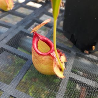 Combo 2 cây nắp ấm phong thủy tặng kèm thuốc trị rệp