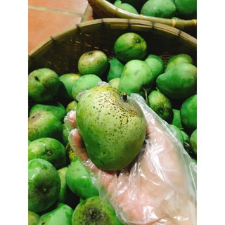 Xoài chuẩn Yên Châu!