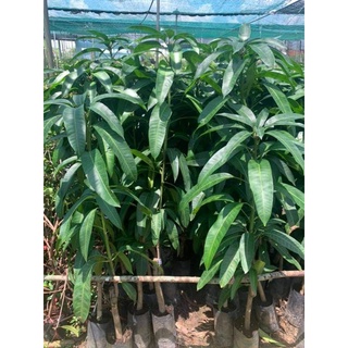 Cây 🌲 Xoài Hòn xưa