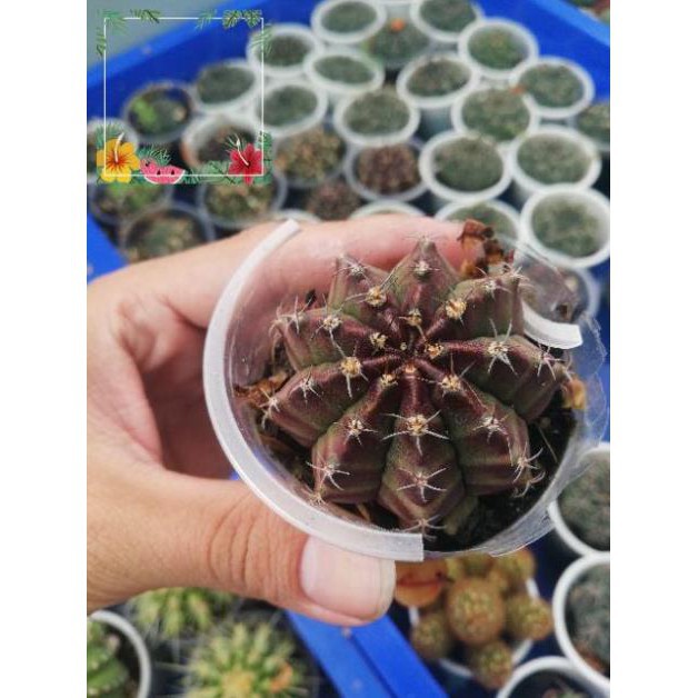 Green Garden -- Xương rồng gym vân ! o.Ô >< .