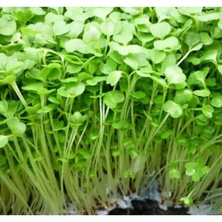 Hạt Giống rau MẦM CẢI XANH ĐÀ LẠT ( NEW ZEALAND)
