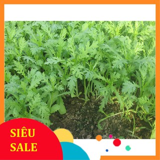 20g Hạt giống Rau Tần ô VIETPHAT