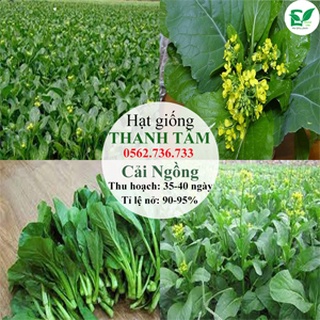 Combo 6 loại hạt giống - 55.000 (tặng kèm 20 hạt Cải Kale Khủng Long)