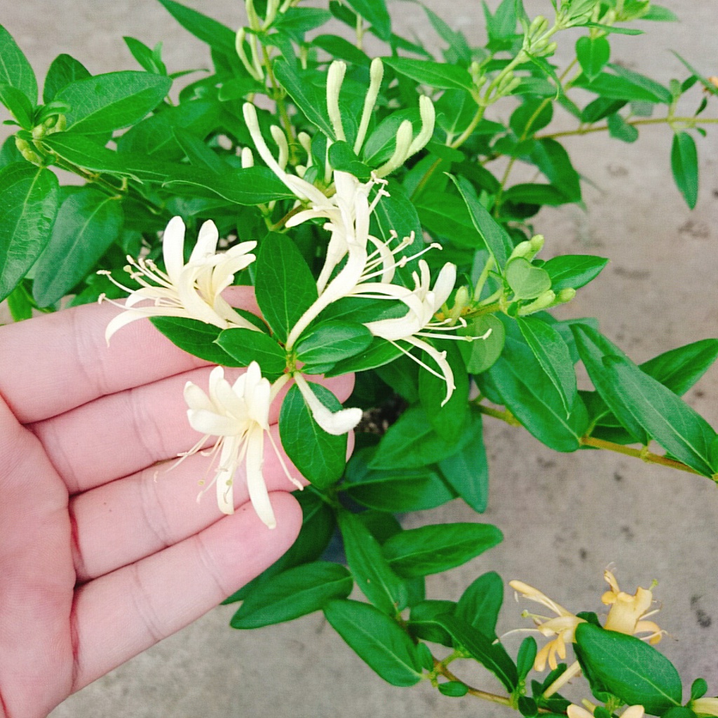 Cây Kim Ngân Hoa  - caykiengsadec