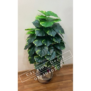 Cây trầu bà cao cấp 110cm