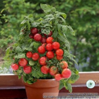 30h Hạt Giống Cà Chua Cherry Đỏ Lùn Trồng Chậu (A3.102| C3*W33)