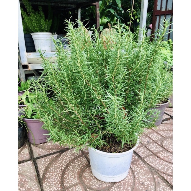 Cây Hương Thảo Tree | Rủ gốc già size lớn cao 60-80cm Rosemary