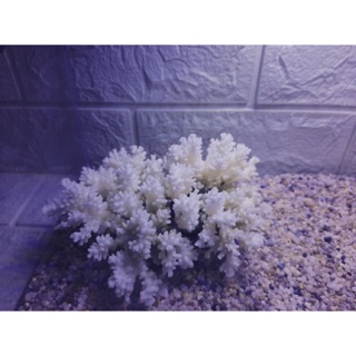 San hô trắng trang trí bể cá