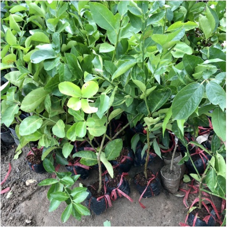 Cây chanh tứ quý không hạt