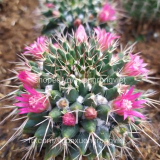 Xương rồng Sầu Riêng