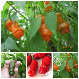 Hạt giống Ớt cu tí