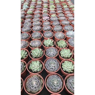 Sen đá bắp cải size trung