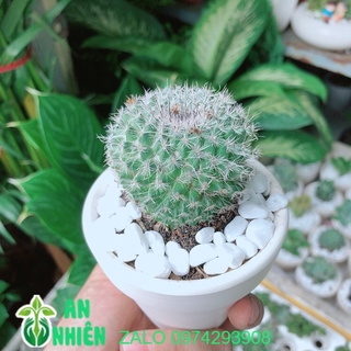 Chậu Xương Rồng Bánh Sinh Nhật