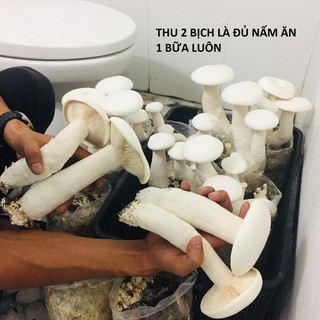 Combo 6 phôi nấm Đùi Gà chịu nóng cao sản - Trồng đủ 3 người ăn thoải mái