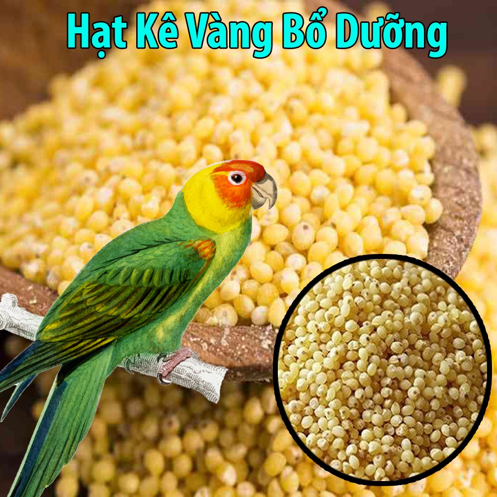 1 Kg Hạt Kê Vàng Bóng Mượt Bổ Dưỡng Cho Chim-Vẹt-Gà-Hamster-Rat-Đuôi Mập