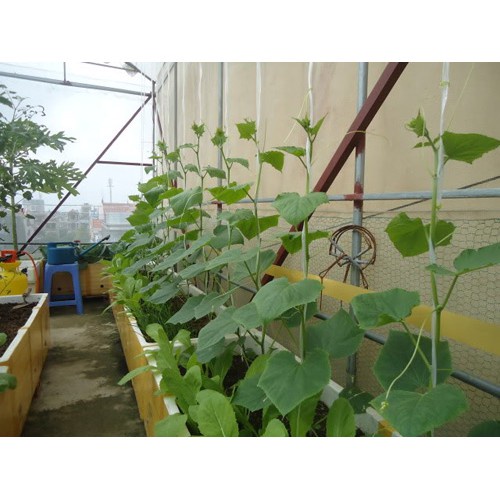 Hạt Giống Rau Bí Siêu Ngọn F1 Năng Suất Cao, Dễ Trồng Nhanh Thu Hoạch 100-200 Hạt