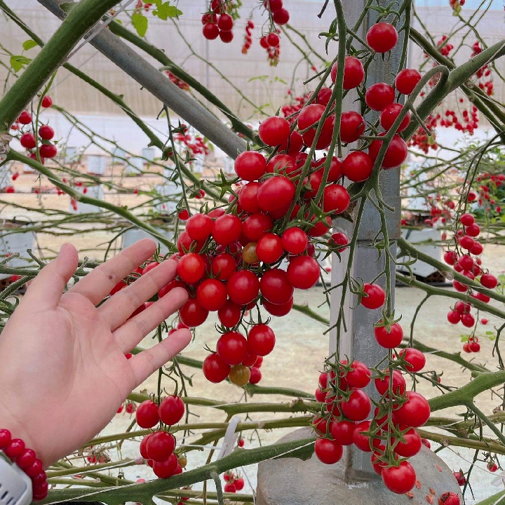 Gói 5 hạt giống cà chua trái cây Sugar Cherry chịu nhiệt - tỷ lệ nảy mầm 95%