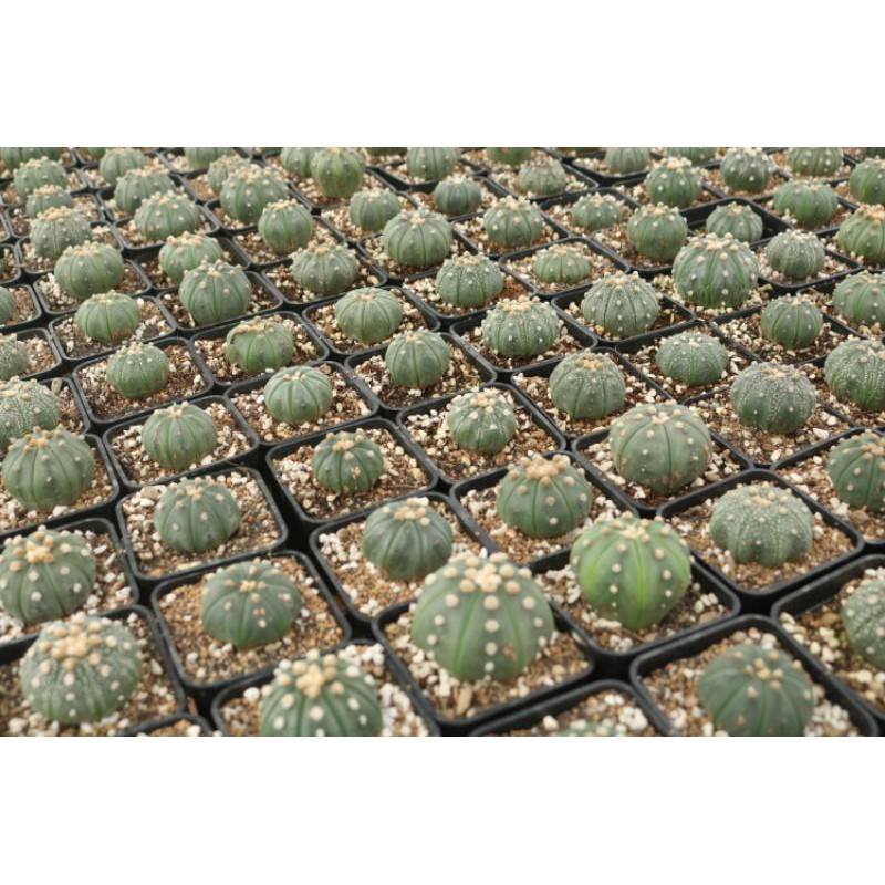 Xương rồng Aster - Hàng hạt Thái Lan