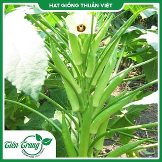 Hạt giống đậu bắp xanh ấn độ tn