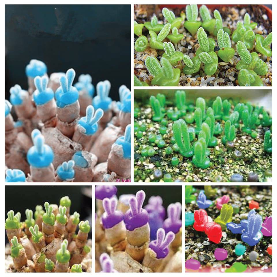 Hạt giống Xương rồng cảnh, sen đá. tai thỏ, thạch lan , đá sống lithops, xương rồng mini tỷ lệ nảy mầm 100%