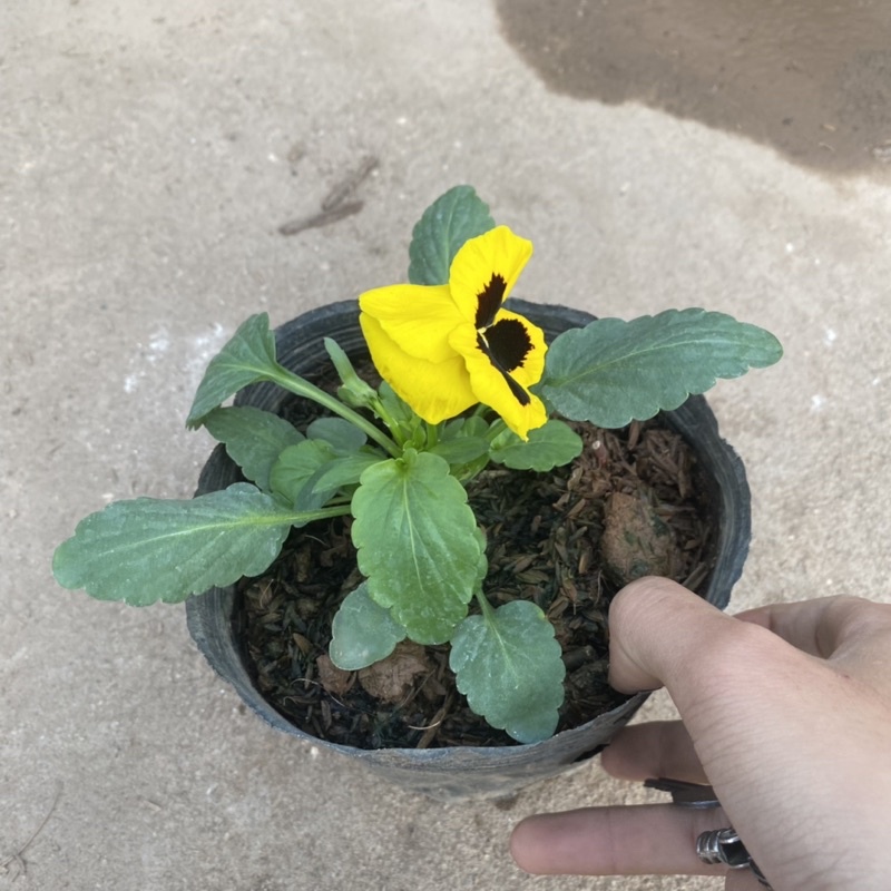 Cây hoa pansy trồng trong bịch đen