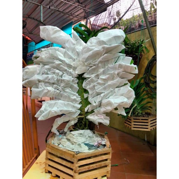 Chậu gỗ lục giác size 30cm