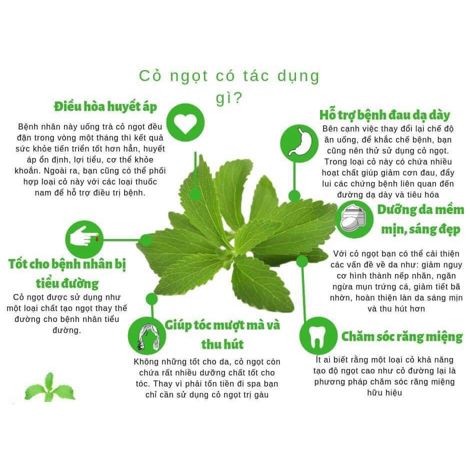 Cỏ ngọt sấy khô Stevia Tây Bắc 100g chứng nhận OCOP