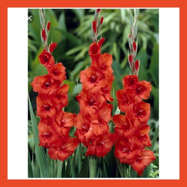 Bộ 10 củ giống hoa lay ơn đỏ ( NẢY MẦM CỰC TỐT ) - STHG2