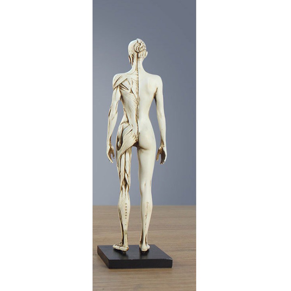 Mô Hình Cơ Thể Người Nam Nữ Dùng Trong Vẽ Tranh