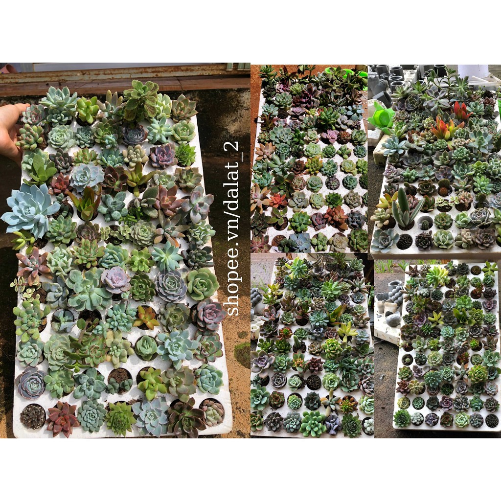 SEN ĐÁ MINI MIX COMBO 30 -50 cây🌵FREE SHIP🌵 CÂY ĐỂ BÀN , RẺ BẤT NGỜ