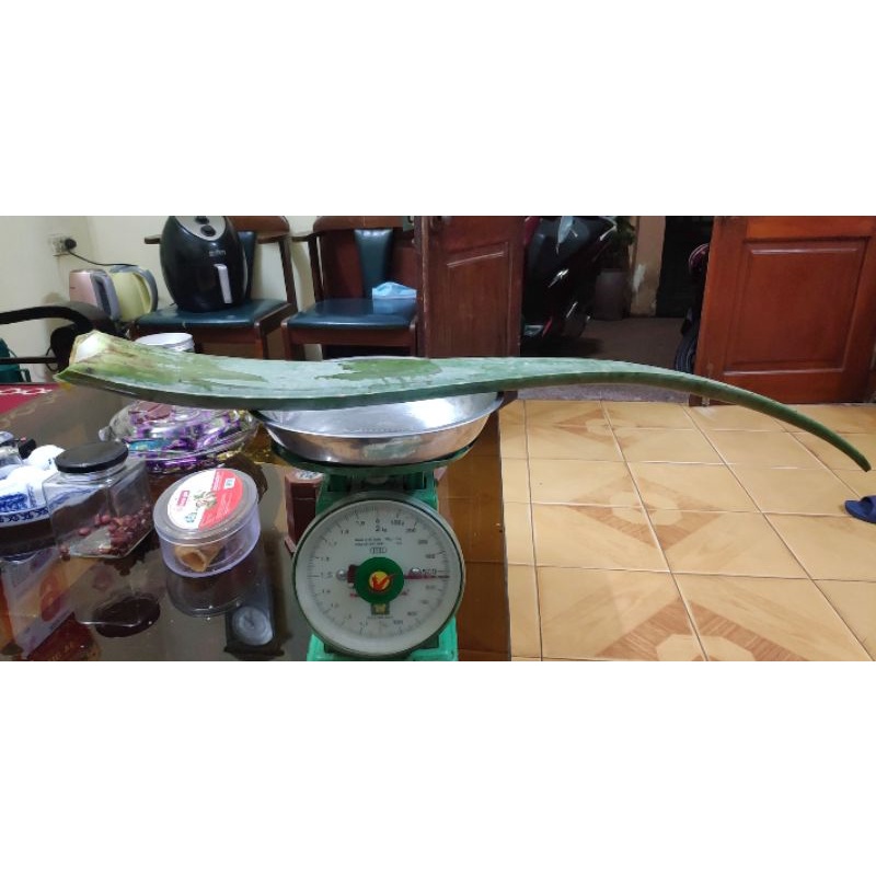 Lá lô hội  thành phẩm