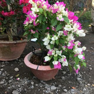 Cây 🌲 Giấy đổi màu...  3 màu