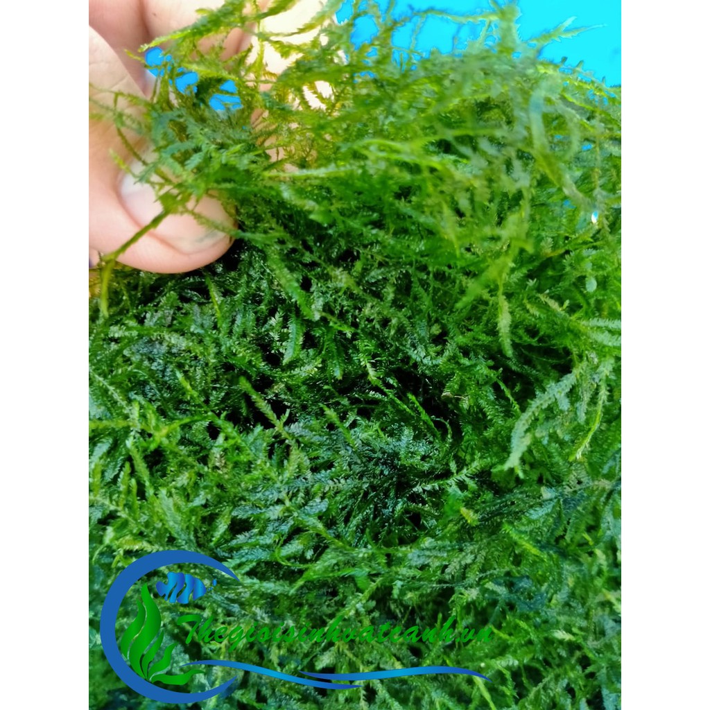 Rêu xmas ( 10 gram )