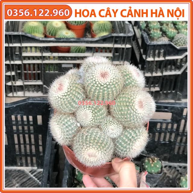 Bụi xương rồng hồng tử đinh to