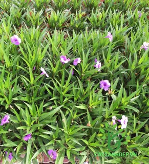 Cây chiều tím