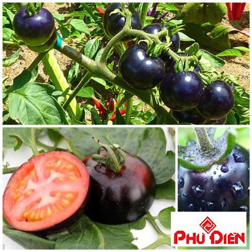 20 Hạt giống cà chua đen  PHÚ ĐIỀN