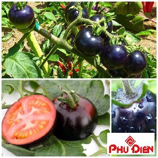 20 Hạt giống cà chua đen  PHÚ ĐIỀN