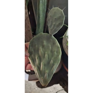 Xương rồng tai voi Opuntia Robusta 2 nhánh