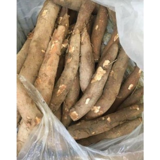 Củ khoai mì dẻo (3tháng) mới nhổ-2Kg