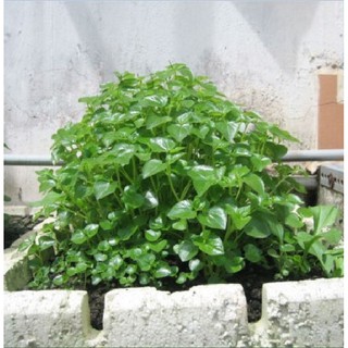 0.5Gram Hạt giống rau càng cua