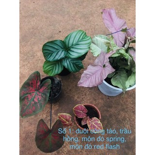 Chậu cứng Combo 4 loại: đuôi công táo, trầu bà hồng, môn đỏ spring, môn đỏ red flash