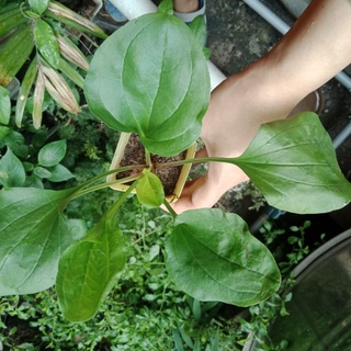 Cây giống mã đề